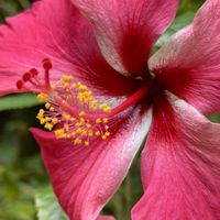 ハイビスカス,石垣島の画像