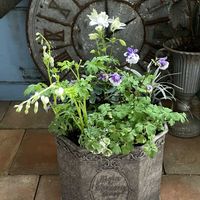 カサブランカ,西洋オダマキ,ディセントラ スペクタビリス アルバ,ヒメオダマキ　ティアードフリル,ベランダガーデンの画像