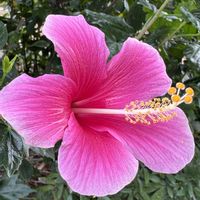 ハイビスカス,石垣島の画像