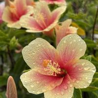 ハイビスカス,石垣島の画像