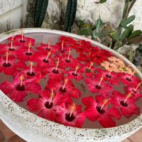 ハイビスカス,石垣島の画像