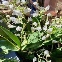 ヒヤシンス,ヒヤシンス,ユキヤナギ,ユキヤナギ,レンギョウの画像