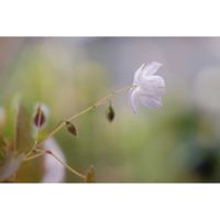 イカリソウ,梅花イカリソウ,ミラーレス一眼,夜中にこっそり,由美子・山野草・高山植物の画像