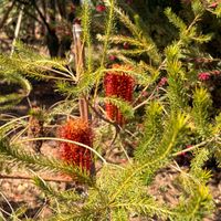 バンクシア,可愛い,お散歩,癒し,綺麗の画像