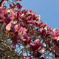 モクレン,木蓮.の画像