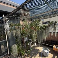 シンビジウム,ガーデンシクラメン,デンドロビウム アフィラム,洋ランいろいろ,デンドロビウム　サクラガリの画像