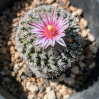 アルブカ,アルブカ コンコルディアナ,エリオスペルマム・チタノプソイデス,有刺精巧殿,エリオスペルマムの画像