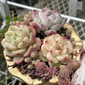 タイツリソウ,ジョイスタロック,ユーフォルビア ブラックバード,桃色たんぽぽ（クレピス）,多肉植物の画像