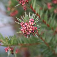 グレビレアの画像