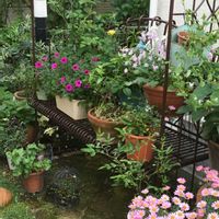 パンジー・ビオラ,ブルーデージー,マーガレット,マーガレット,ビオラの画像