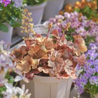 ヒューケラ,ヒューケラ トパーズジャズ,ハルディン,PRの画像