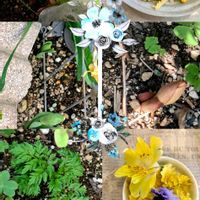 カサブランカ,パンジー,八重咲きスイセン,みんな元気で！,花友さんに感謝♡の画像