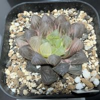オブツーサ,ハオルチア,NSブルー錦,多肉植物,軟葉系ハオルチアの画像