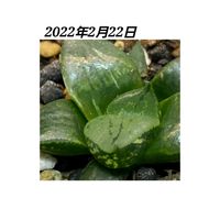 ハオルチア,ハオルシア,裏般若錦,裏般若錦,多肉植物の画像