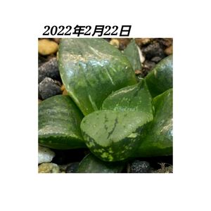 ハオルチア,ハオルシア,裏般若錦,裏般若錦,多肉植物の画像