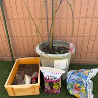 ブルーベリー,ブルーベリー,鉢植え,#PR,#デンカ土作り部会の画像