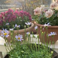 ブルーデージー,花のある暮らし,癒される♡,日日是好日,ベランダの画像