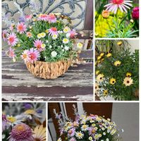 ハナニラ,アネモネ,アリッサム,イベリス,キンセンカの画像