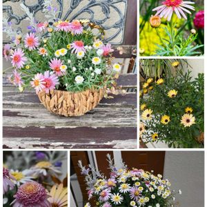 ハナニラ,アネモネ,アリッサム,イベリス,キンセンカの画像