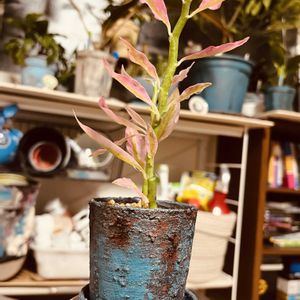 ダイギンリュウ,ペディランサス,ギンリュウ,ペディランサス大銀竜,ダイソーの画像