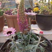 ルピナス,ローダンセマム,花のある暮らし,癒される♡,日日是好日の画像