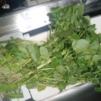 クレソンの画像