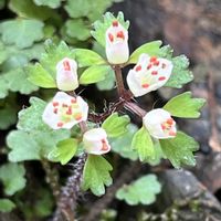 ヨゴレネコノメ,イワタバコ,ハナネコノメ,山野草,多年草の画像