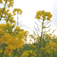 ツクシ,菜の花,お写んぽ,春るるる,春だよイエロー祭の画像