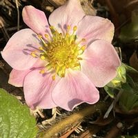 ガーベラ,ガーベラ,チューリップ,チューリップ,ピンクのユリの画像