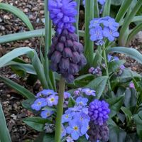 アネモネ,ネモフィラ,ヒヤシンス,ムスカリ,ワスレナグサの画像