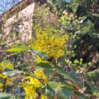 ヒイラギナンテン,Japanische Mahonieの画像