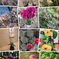 ハイビスカス,ボケ,ハーブ,思い出,長崎の画像