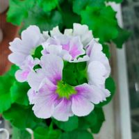 プリムラ・オブコニカ,プリムラオブコニカ,プリムラ オブコニカ,信州大好き⛰️,紫の花の画像