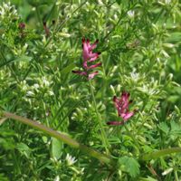 タネツケバナ,オランダミミナグサ,オランダミミナグサ,カラクサケマン,カラクサケマンの画像