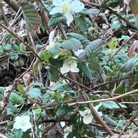 ツクシ,ツクシ,スミレ,スミレ,ノースポールの画像