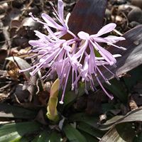 カタクリ,カタクリ,ショウジョウバカマ,ショウジョウバカマ,ヒイラギナンテンの画像