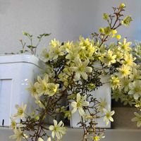 クレマチス,クレマチス ペトレイ,キクバオウレン,山野草,小指サイズの画像