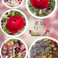 セダム,ラナンキュラス,キュンキュン乙女倶楽部,GS映え,植欲増進中の画像