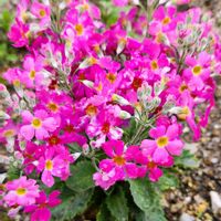 プリムラ マラコイデスの画像