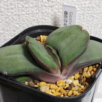 鉢植え,ガステリア,多肉大好き,多肉中毒,多肉多肉多肉の画像