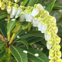 アセビ,オキザリス,ノースポール,花かんざし,繋がりに感謝✨の画像