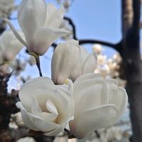 ユリノキ,ハクモクレン,白木蓮,ユリノキの実,白い花の画像