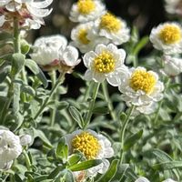 ハナカンザシ,花かんざし,春の訪れ,真っ白な花,バルコニー/ベランダの画像