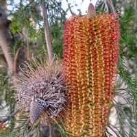 バンクシア,バンクシア,バンクシア エリシフォリア,バンクシア エリシフォリア,オージープランツの画像