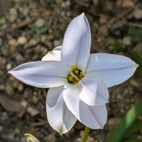 ハナニラ,イベリス,シュンラン,ニリンソウ,春の訪れの画像