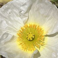 ポピー,白い水曜日♡,花を通じて愛と平和を,ほら、綺麗な花でしょ！の画像