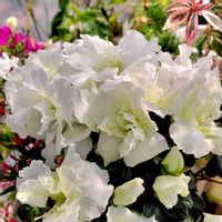 ハナニラ,ハナニラ,アザレア,アザレア,スノーフレークの画像