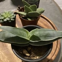 シルバースター,神刀,アロエ ストリアータの画像