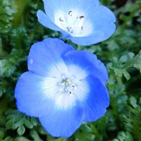 アザレア,ネモフィラ,クルクル,素敵な色合い,今日も元気での画像