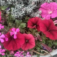 サフィニア,見切り品,こぼれ種から,庭に咲くお花たちの画像